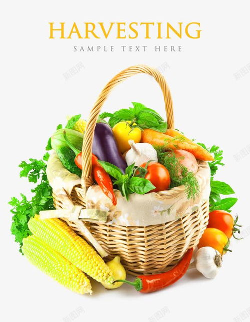 新鲜蔬菜素材集合 茴香、西红柿与更多免抠PNG设计资源