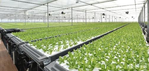国内最大植物工厂投产 营养液蔬菜年产19茬，价格低于有机蔬菜